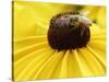A Bee Collects Pollen from a Black-Eyed Susan-null-Stretched Canvas