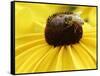 A Bee Collects Pollen from a Black-Eyed Susan-null-Framed Stretched Canvas