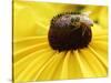 A Bee Collects Pollen from a Black-Eyed Susan-null-Stretched Canvas