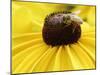 A Bee Collects Pollen from a Black-Eyed Susan-null-Mounted Premium Photographic Print