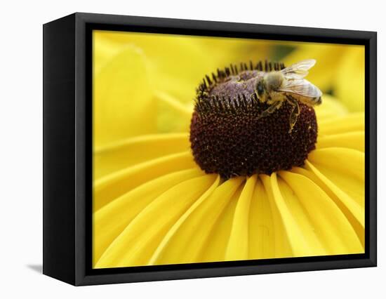 A Bee Collects Pollen from a Black-Eyed Susan-null-Framed Stretched Canvas