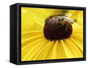 A Bee Collects Pollen from a Black-Eyed Susan-null-Framed Stretched Canvas