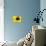 A Bee Collects Pollen from a Black-Eyed Susan-null-Stretched Canvas displayed on a wall