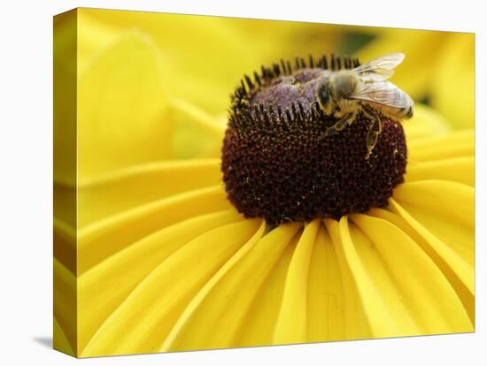 A Bee Collects Pollen from a Black-Eyed Susan-null-Stretched Canvas