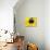 A Bee Collects Pollen from a Black-Eyed Susan-null-Photographic Print displayed on a wall