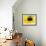 A Bee Collects Pollen from a Black-Eyed Susan-null-Framed Photographic Print displayed on a wall