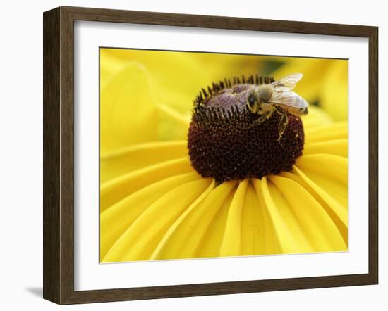 A Bee Collects Pollen from a Black-Eyed Susan-null-Framed Photographic Print