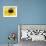 A Bee Collects Pollen from a Black-Eyed Susan-null-Framed Photographic Print displayed on a wall