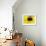 A Bee Collects Pollen from a Black-Eyed Susan-null-Framed Photographic Print displayed on a wall