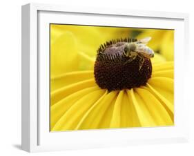 A Bee Collects Pollen from a Black-Eyed Susan-null-Framed Photographic Print