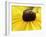 A Bee Collects Pollen from a Black-Eyed Susan-null-Framed Photographic Print