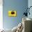 A Bee Collects Pollen from a Black-Eyed Susan-null-Mounted Photographic Print displayed on a wall