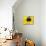 A Bee Collects Pollen from a Black-Eyed Susan-null-Mounted Photographic Print displayed on a wall