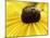 A Bee Collects Pollen from a Black-Eyed Susan-null-Mounted Photographic Print