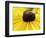 A Bee Collects Pollen from a Black-Eyed Susan-null-Framed Photographic Print