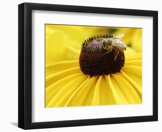 A Bee Collects Pollen from a Black-Eyed Susan-null-Framed Photographic Print