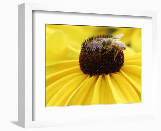 A Bee Collects Pollen from a Black-Eyed Susan-null-Framed Photographic Print