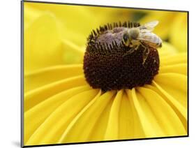 A Bee Collects Pollen from a Black-Eyed Susan-null-Mounted Photographic Print