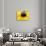 A Bee Collects Pollen from a Black-Eyed Susan-null-Photographic Print displayed on a wall