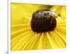 A Bee Collects Pollen from a Black-Eyed Susan-null-Framed Photographic Print