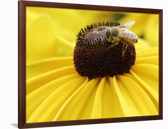 A Bee Collects Pollen from a Black-Eyed Susan-null-Framed Photographic Print