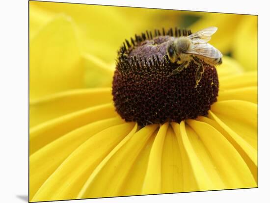 A Bee Collects Pollen from a Black-Eyed Susan-null-Mounted Photographic Print