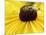 A Bee Collects Pollen from a Black-Eyed Susan-null-Mounted Photographic Print