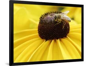 A Bee Collects Pollen from a Black-Eyed Susan-null-Framed Photographic Print