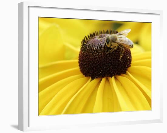 A Bee Collects Pollen from a Black-Eyed Susan-null-Framed Photographic Print