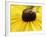 A Bee Collects Pollen from a Black-Eyed Susan-null-Framed Photographic Print