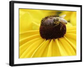 A Bee Collects Pollen from a Black-Eyed Susan-null-Framed Photographic Print