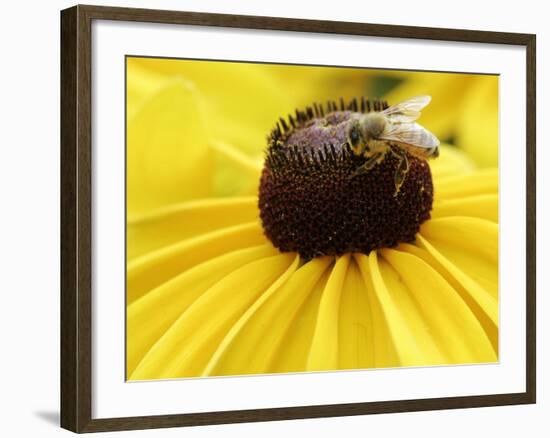 A Bee Collects Pollen from a Black-Eyed Susan-null-Framed Photographic Print