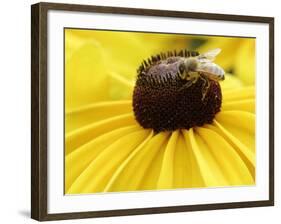 A Bee Collects Pollen from a Black-Eyed Susan-null-Framed Photographic Print