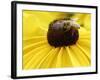 A Bee Collects Pollen from a Black-Eyed Susan-null-Framed Photographic Print