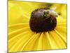 A Bee Collects Pollen from a Black-Eyed Susan-null-Mounted Photographic Print