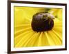 A Bee Collects Pollen from a Black-Eyed Susan-null-Framed Photographic Print