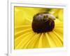 A Bee Collects Pollen from a Black-Eyed Susan-null-Framed Photographic Print