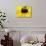 A Bee Collects Pollen from a Black-Eyed Susan-null-Photographic Print displayed on a wall