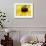 A Bee Collects Pollen from a Black-Eyed Susan-null-Framed Photographic Print displayed on a wall