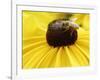 A Bee Collects Pollen from a Black-Eyed Susan-null-Framed Photographic Print