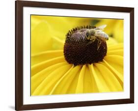 A Bee Collects Pollen from a Black-Eyed Susan-null-Framed Photographic Print