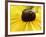 A Bee Collects Pollen from a Black-Eyed Susan-null-Framed Photographic Print