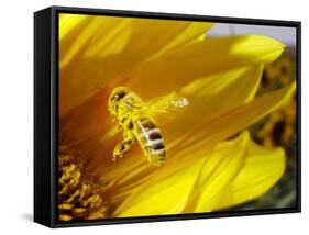 A Bee Covered with Yellow Pollen Approaches the Blossom of a Sunflower July 28, 2004 in Walschleben-null-Framed Stretched Canvas