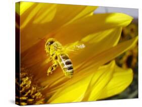 A Bee Covered with Yellow Pollen Approaches the Blossom of a Sunflower July 28, 2004 in Walschleben-null-Stretched Canvas