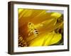 A Bee Covered with Yellow Pollen Approaches the Blossom of a Sunflower July 28, 2004 in Walschleben-null-Framed Premium Photographic Print