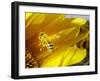 A Bee Covered with Yellow Pollen Approaches the Blossom of a Sunflower July 28, 2004 in Walschleben-null-Framed Premium Photographic Print