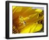 A Bee Covered with Yellow Pollen Approaches the Blossom of a Sunflower July 28, 2004 in Walschleben-null-Framed Photographic Print