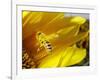 A Bee Covered with Yellow Pollen Approaches the Blossom of a Sunflower July 28, 2004 in Walschleben-null-Framed Photographic Print