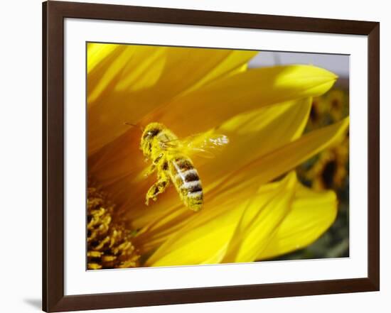 A Bee Covered with Yellow Pollen Approaches the Blossom of a Sunflower July 28, 2004 in Walschleben-null-Framed Photographic Print