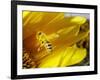 A Bee Covered with Yellow Pollen Approaches the Blossom of a Sunflower July 28, 2004 in Walschleben-null-Framed Photographic Print